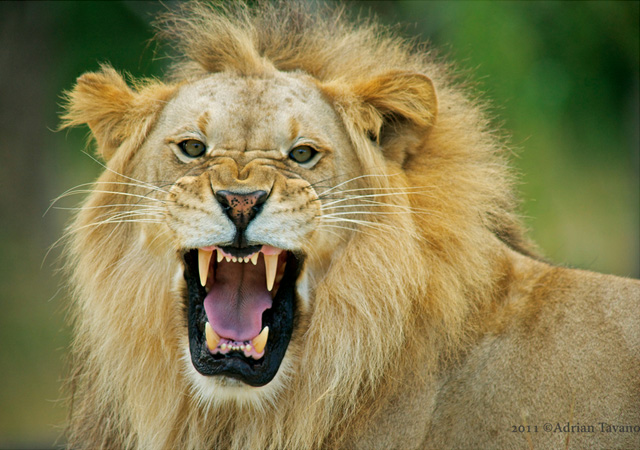 The Lion Still Roars 